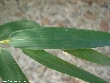 $bota_pic_name1
