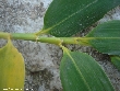 $bota_pic_name1