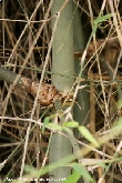 $bota_pic_name1