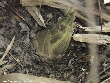$bota_pic_name1