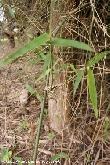 $bota_pic_name1