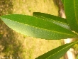 $bota_pic_name1