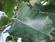 $bota_pic_name1
