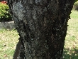 $bota_pic_name1