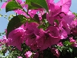 $bota_pic_name1