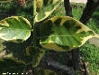 $bota_pic_name1