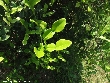 $bota_pic_name1