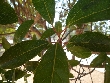 $bota_pic_name1