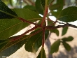 $bota_pic_name1