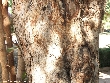$bota_pic_name1