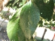 $bota_pic_name1