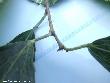 $bota_pic_name1