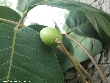 $bota_pic_name1