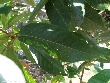$bota_pic_name1