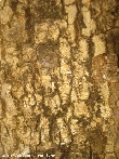 $bota_pic_name1