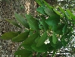 $bota_pic_name1