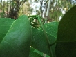 $bota_pic_name1