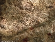 $bota_pic_name1