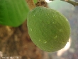 $bota_pic_name1