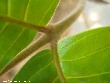 $bota_pic_name1