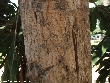 $bota_pic_name1