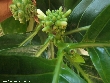 $bota_pic_name1