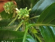 $bota_pic_name1