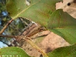 $bota_pic_name1