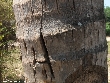 $bota_pic_name1