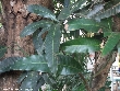 $bota_pic_name1