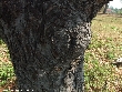 $bota_pic_name1