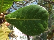 $bota_pic_name1