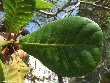 $bota_pic_name1