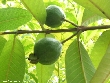 $bota_pic_name1