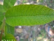 $bota_pic_name1