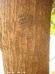 $bota_pic_name1