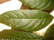 $bota_pic_name1