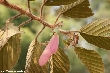$bota_pic_name1