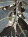 $bota_pic_name1