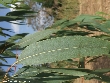$bota_pic_name1