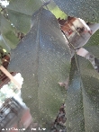 $bota_pic_name1