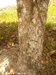 $bota_pic_name1