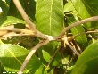 $bota_pic_name1