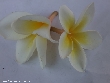 $bota_pic_name1