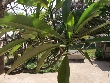 $bota_pic_name1