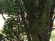 $bota_pic_name1