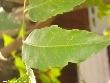 $bota_pic_name1
