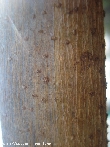 $bota_pic_name1