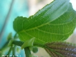 $bota_pic_name1