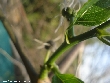 $bota_pic_name1